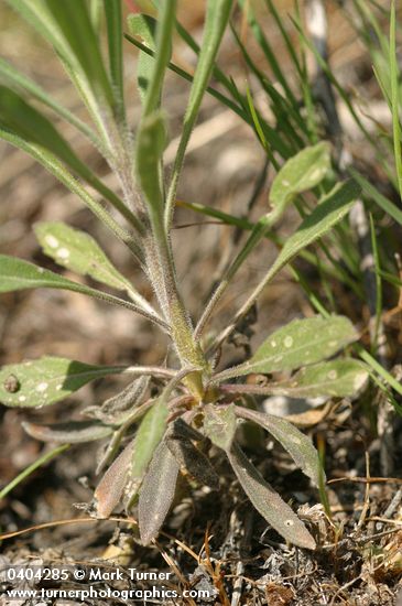 Spreading-pod Rockcress basal leaves & stem detail