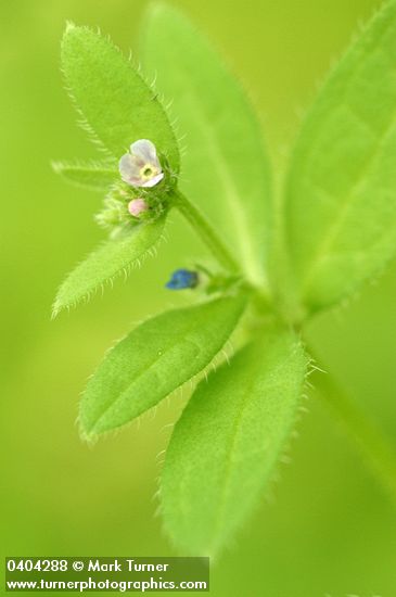Madwort blossom & foliage detail
