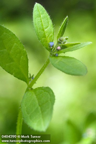 Madwort blossom & foliage detail