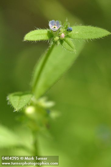 Madwort blossom & foliage detail