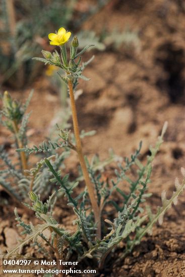 White-stemmed Stick-leaf