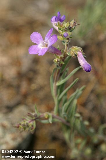 Rock Penstemon
