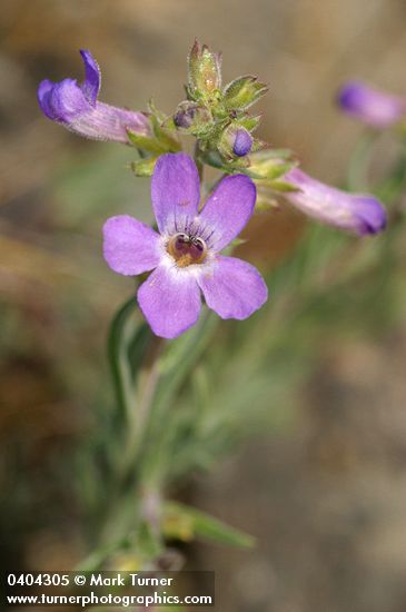 Rock Penstemon blossom & foliage