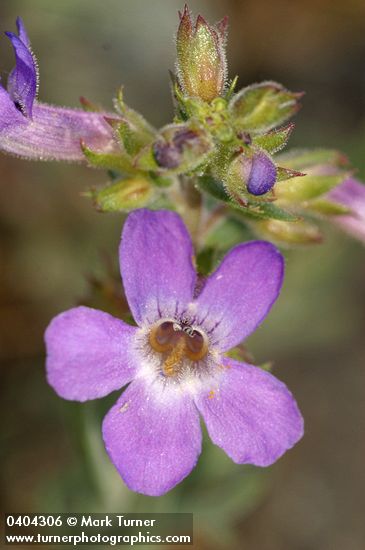 Rock Penstemon blossom detail
