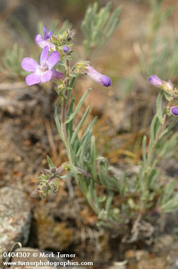 Rock Penstemon
