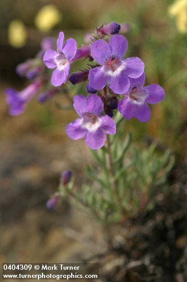 Rock Penstemon