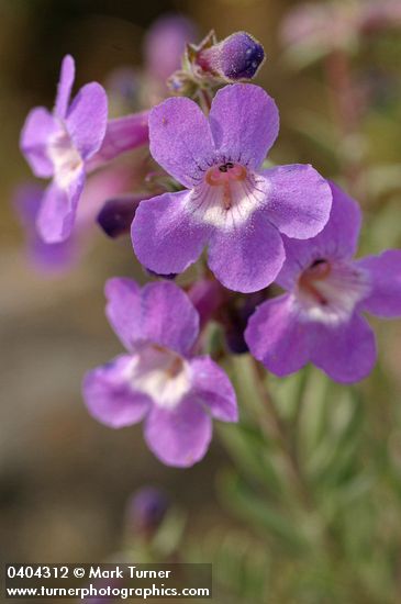 Rock Penstemon blossoms detail