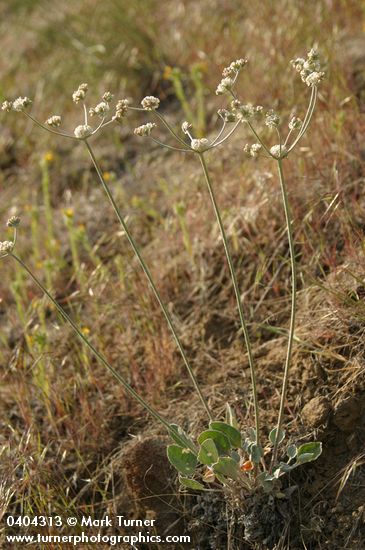 Strict Desert Buckwheat