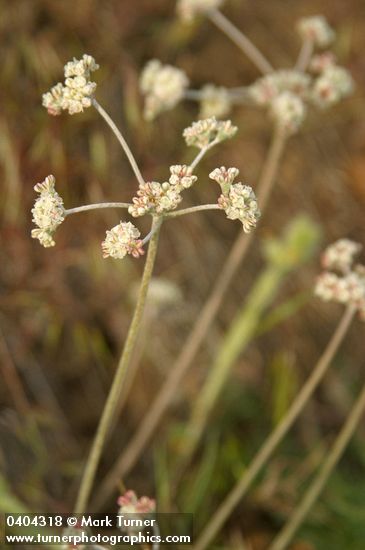Strict Desert Buckwheat infloresence detail