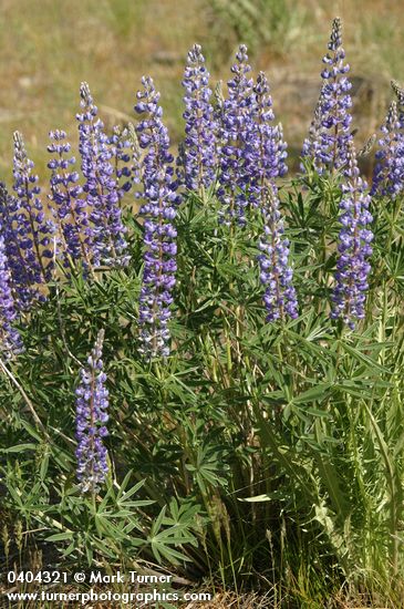 Sulphur Lupine