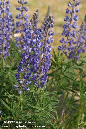 Sulphur Lupine blossoms & foliage