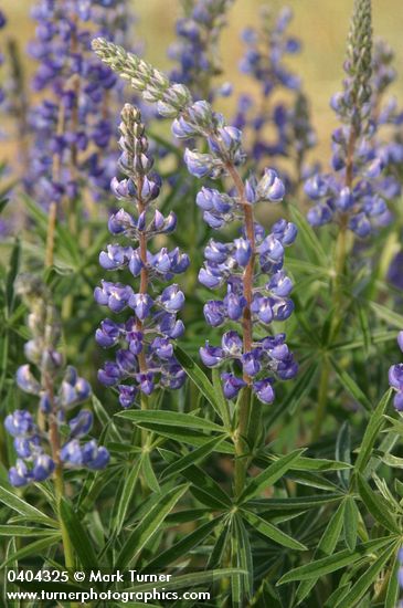 Sulphur Lupine blossoms & foliage
