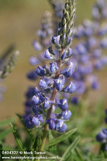 Sulphur Lupine blossoms detail