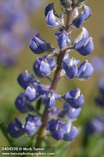Sulphur Lupine blossoms detail