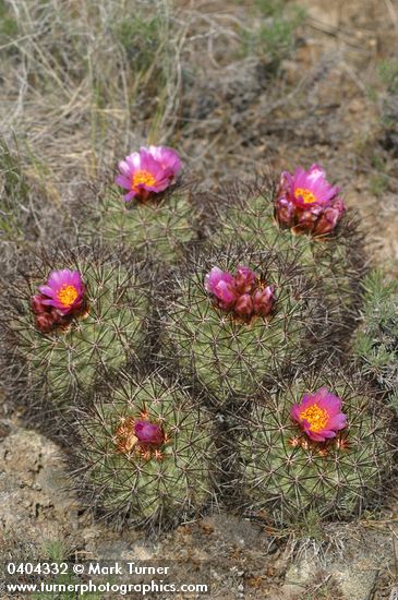 Hedgehog Cactus