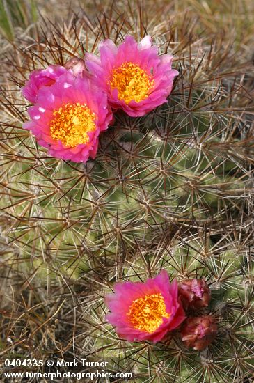 Hedgehog Cactus