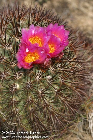 Hedgehog Cactus