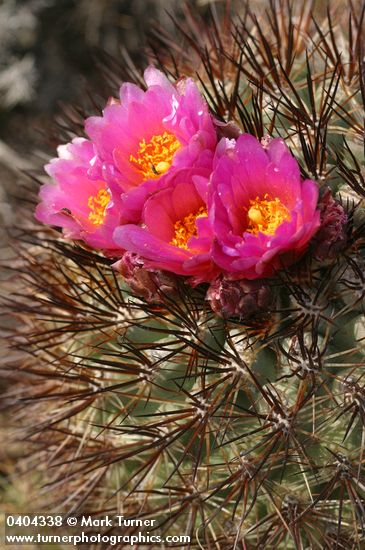 Hedgehog Cactus