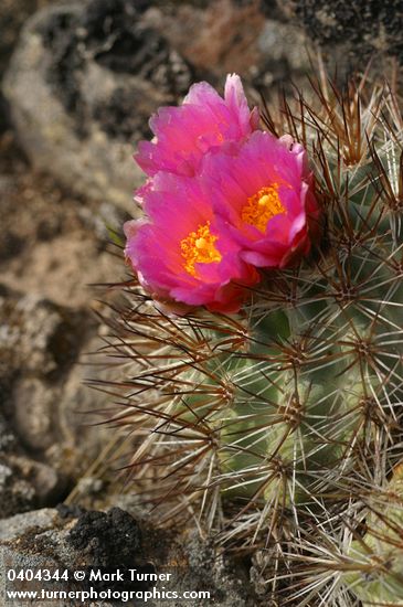 Hedgehog Cactus