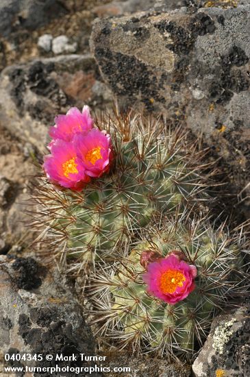 Hedgehog Cactus