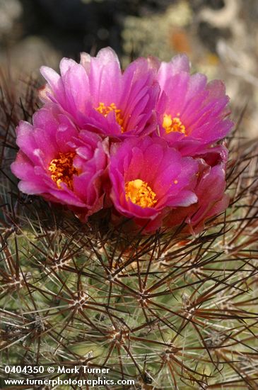 Hedgehog Cactus