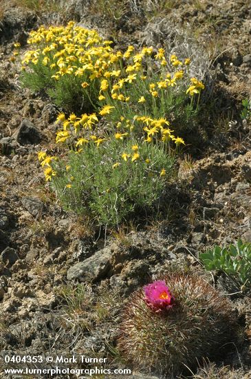 Hedgehog Cactus w/ Narrowleaf Mock Goldenweed on lithosol