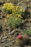 Hedgehog Cactus w/ Narrowleaf Mock Goldenweed on lithosol
