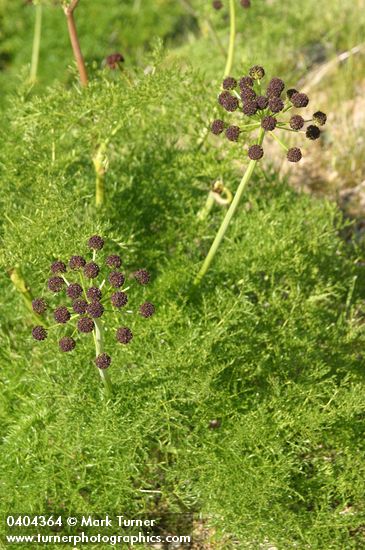 Chocolate-tips (Fern-leaved Lomatium)