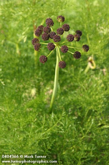 Chocolate-tips (Fern-leaved Lomatium) blossoms & foliage
