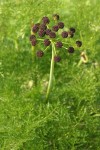 Chocolate-tips (Fern-leaved Lomatium) blossoms & foliage