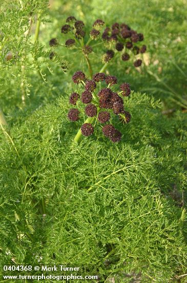 Chocolate-tips (Fern-leaved Lomatium) blossoms & foliage