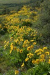 Arrow-leaved Balsamroot w/ Pacific Lupines among Bitterbrush on hillside