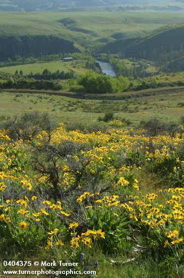 Arrow-leaved Balsamroot on hillside above Yakima R