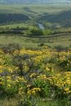 Arrow-leaved Balsamroot on hillside above Yakima R