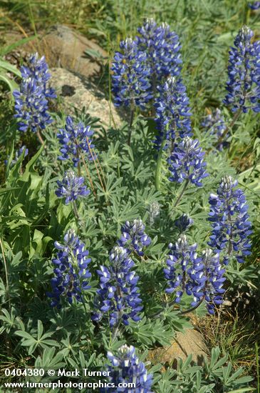 Pacific Lupines