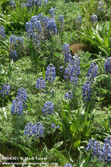 Pacific Lupines, backlit