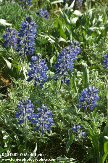 Pacific Lupines, backlit