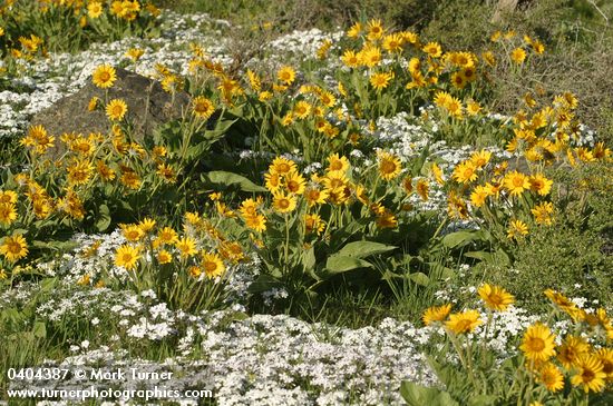 Arrow-leaved Balsamroot w/ Showy Phlox
