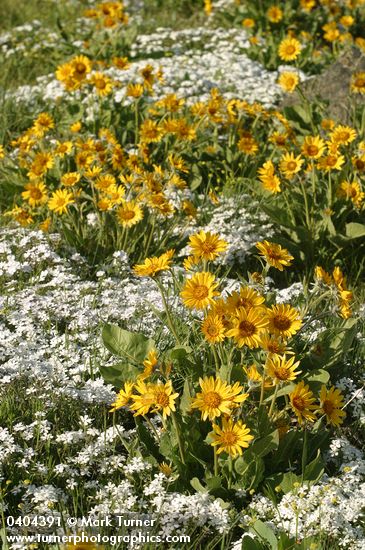 Arrow-leaved Balsamroot w/ Showy Phlox