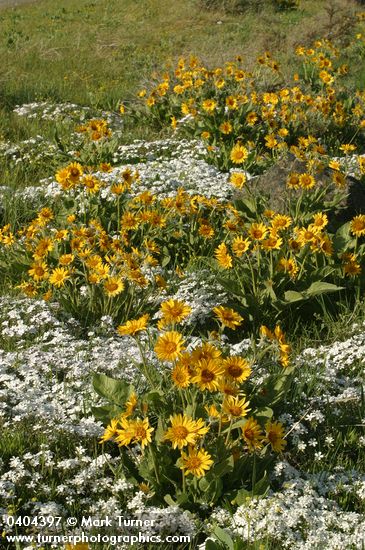 Arrow-leaved Balsamroot w/ Showy Phlox