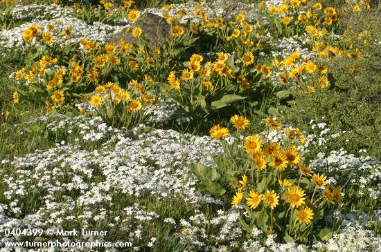 Arrow-leaved Balsamroot w/ Showy Phlox