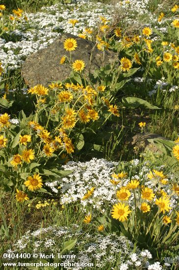 Arrow-leaved Balsamroot w/ Showy Phlox