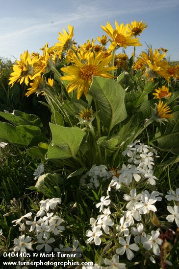 Arrow-leaved Balsamroot w/ Showy Phlox, low wide-angle view