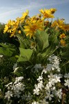 Arrow-leaved Balsamroot w/ Showy Phlox, low wide-angle view
