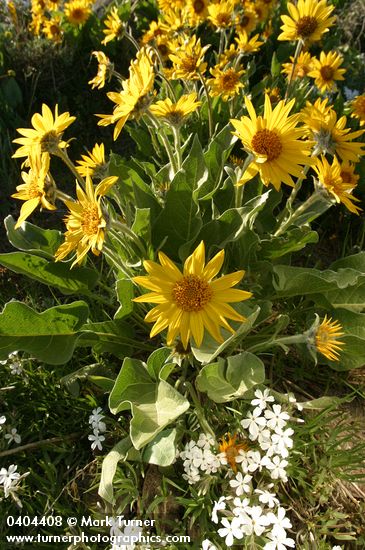 Arrow-leaved Balsamroot w/ Showy Phlox, wide-angle view