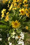 Arrow-leaved Balsamroot w/ Showy Phlox, wide-angle view