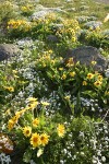 Arrow-leaved Balsamroot w/ Showy Phlox, wide-angle view