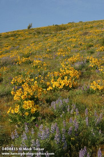 Arrow-leaved Balsamroot & Sulphur Lupines carpet hillside