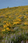 Arrow-leaved Balsamroot & Sulphur Lupines carpet hillside