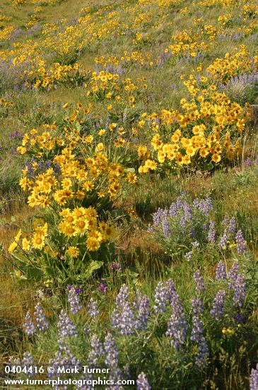 Arrow-leaved Balsamroot & Sulphur Lupines carpet hillside